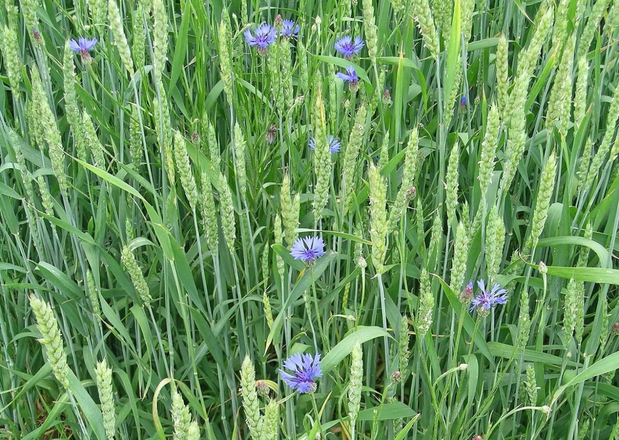 Паслен колючий карантинный сорняк