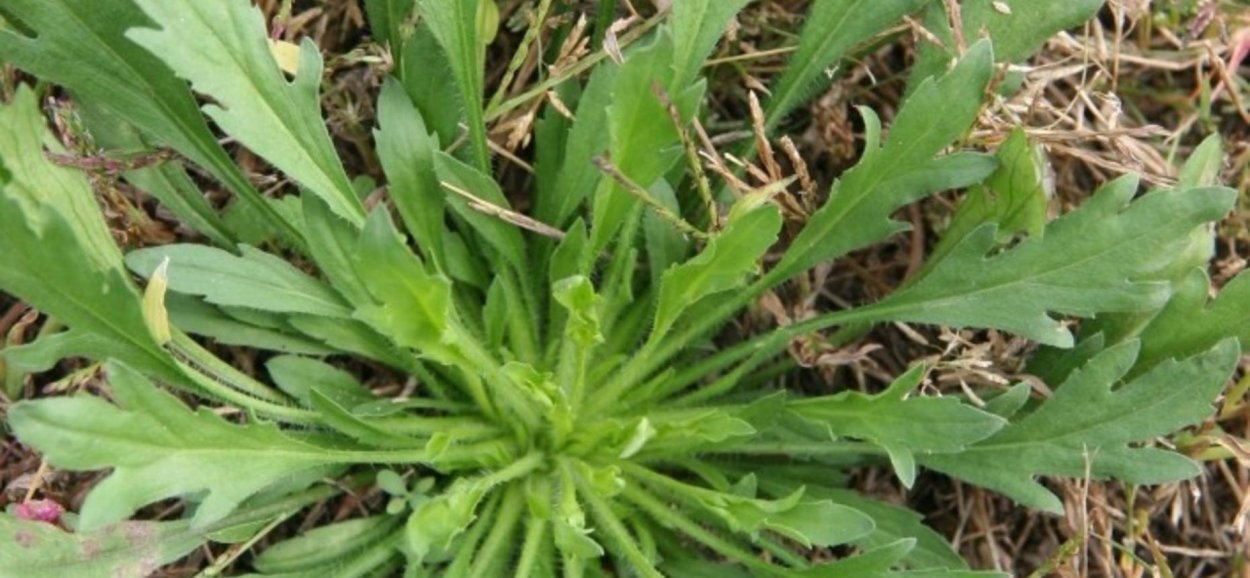 Осот . Пырей . Лебеда