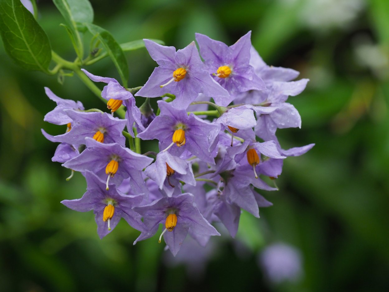 Солянум. Solanum crispum. Соланум Лиана. Паслен Лиана. Фиолетовый паслен.