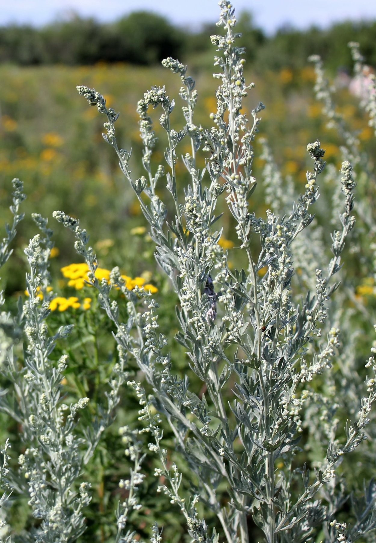 Полынь Лерха (Artemisia lercheana)