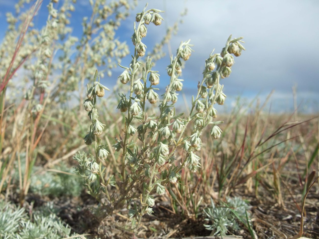 Тарханкутская степь