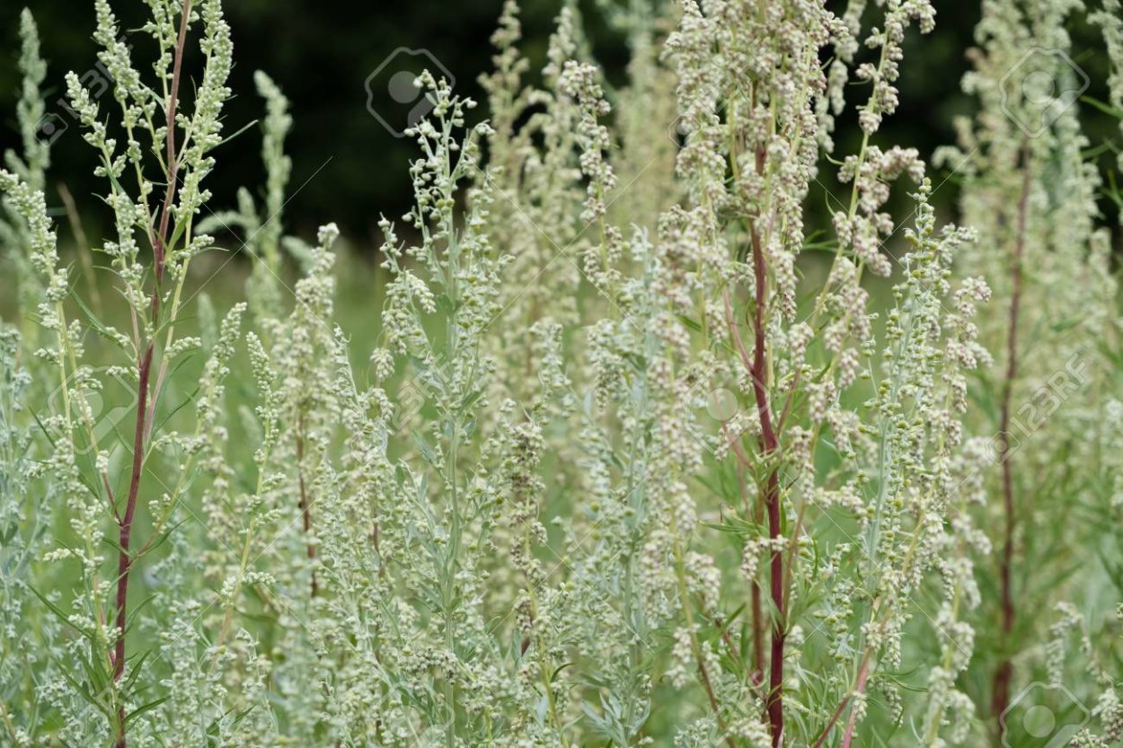 Полынь на столе