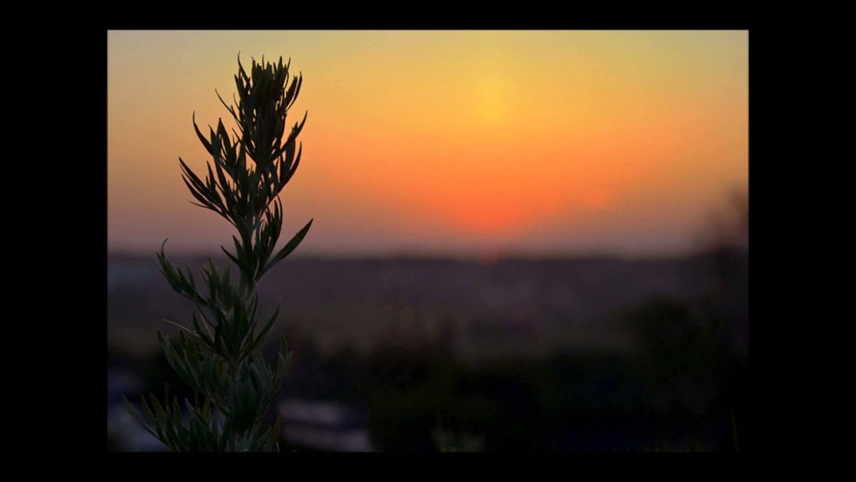 Лечебные травы от паразитов