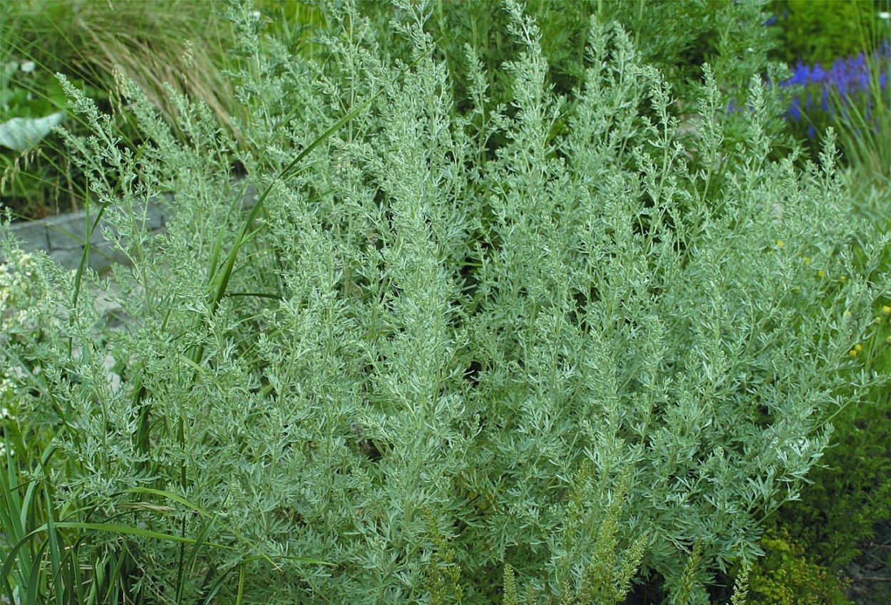 Полынь Таврическая (Artemisia Taurica)