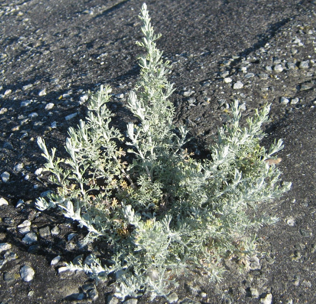 Карагана в Суусамыре