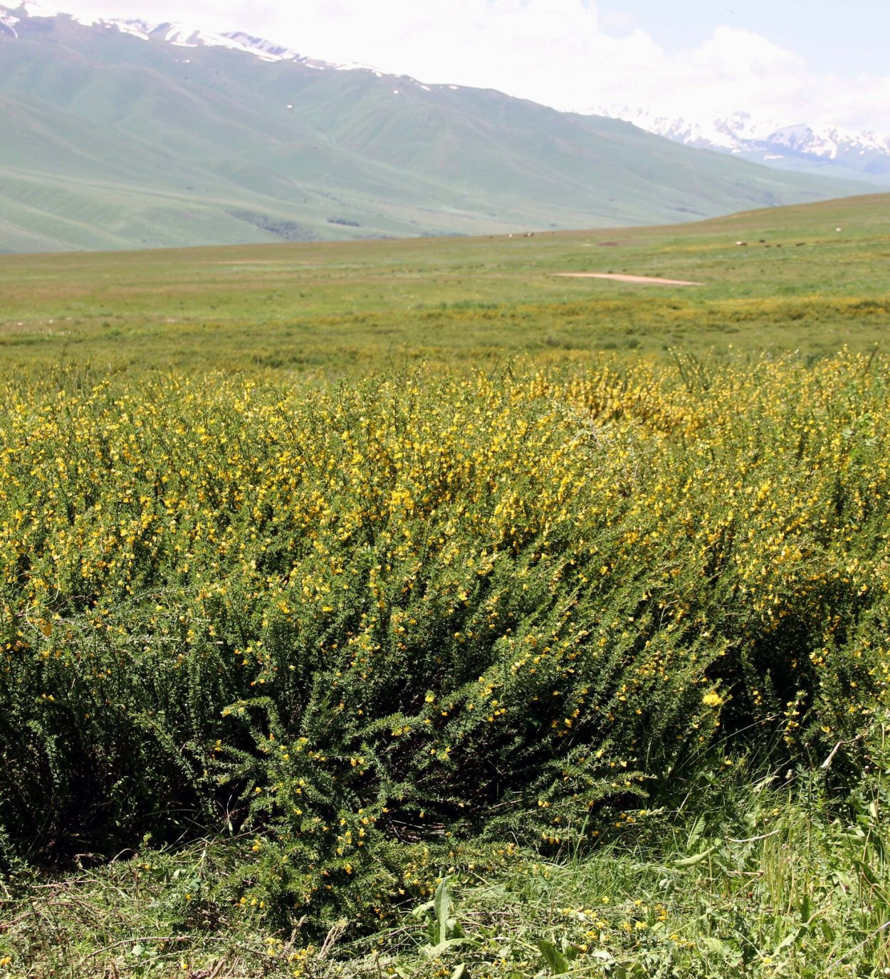 Полынь сантонская