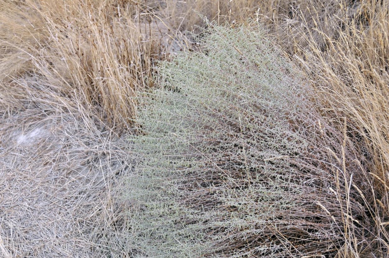 Artemisia californica, Калифорнийская Полынь