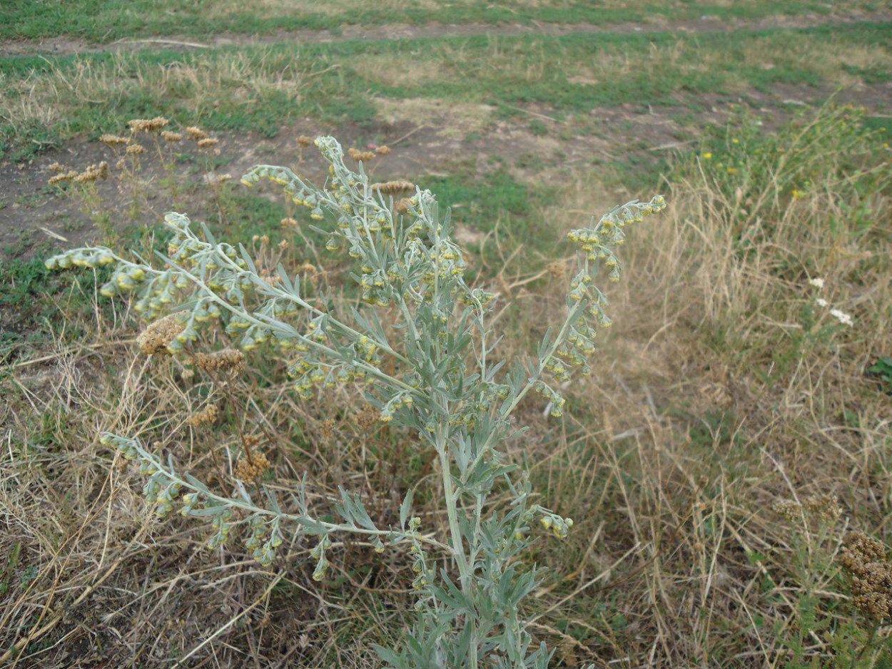 Дубровник беловойлочный