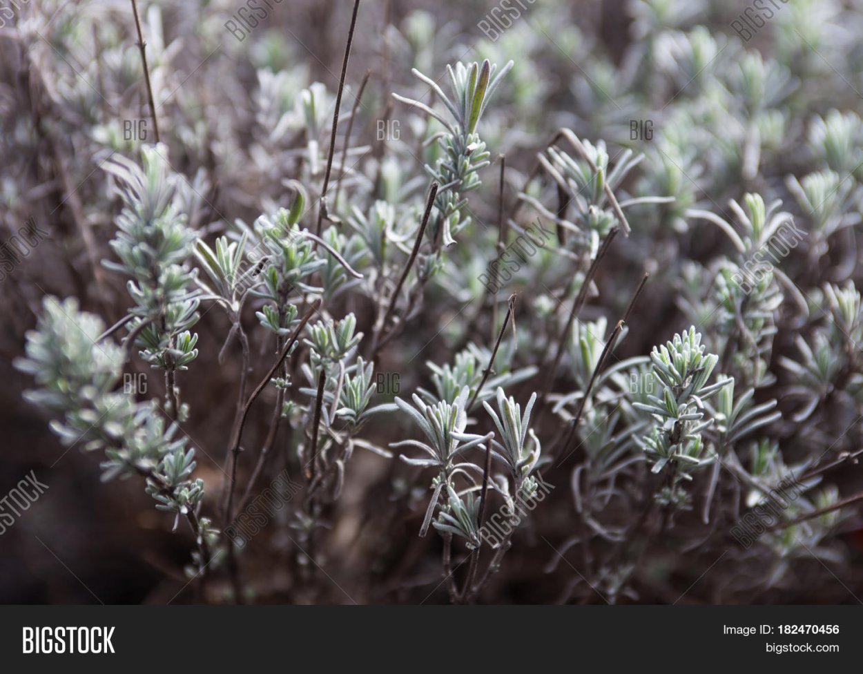 Полынь Астраханская