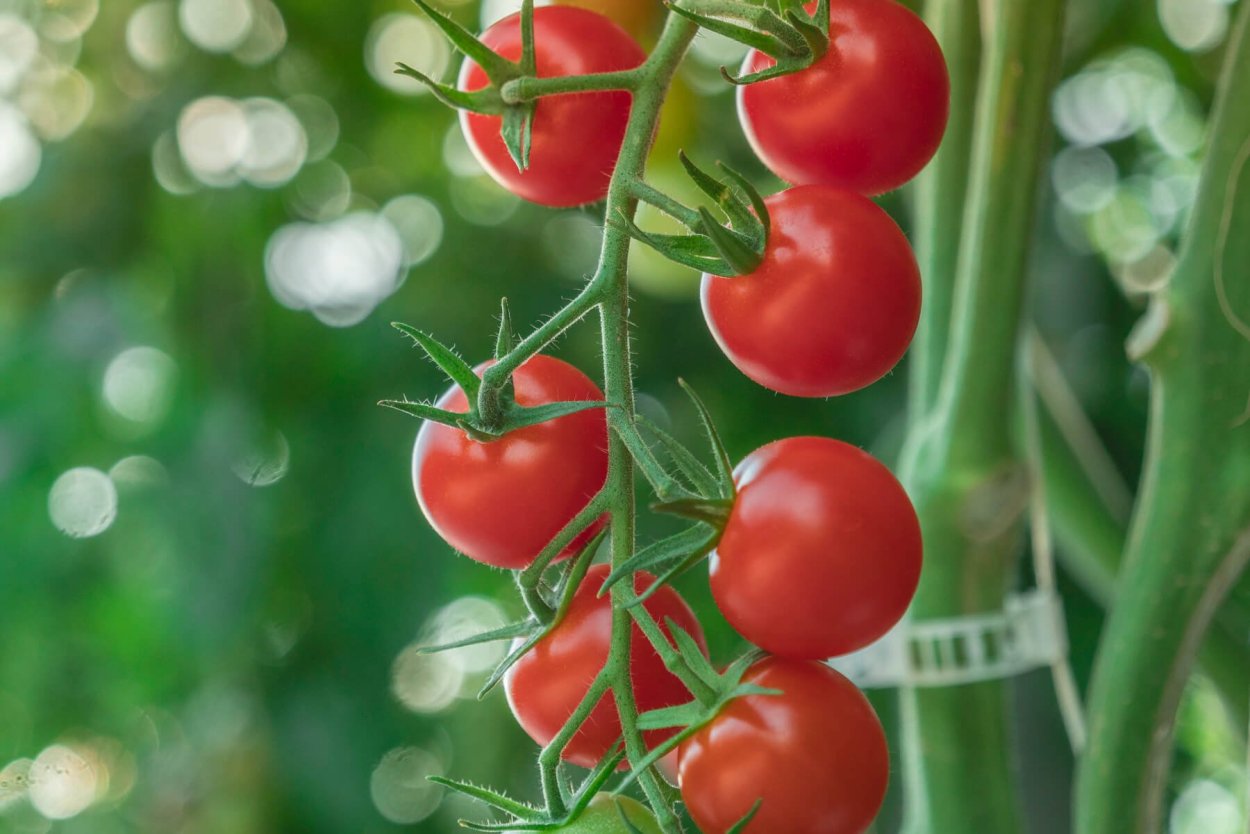 Томат-черри-13 f1