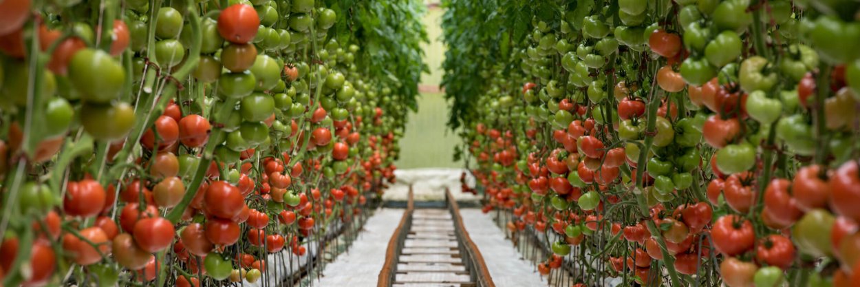Помидорная ферма