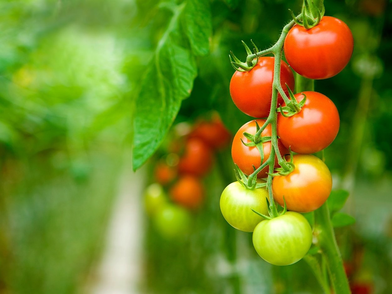 Черри томаты агрокультура