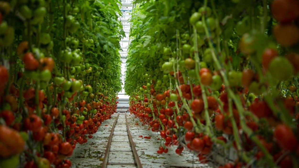 Помидорное поле высокого качества