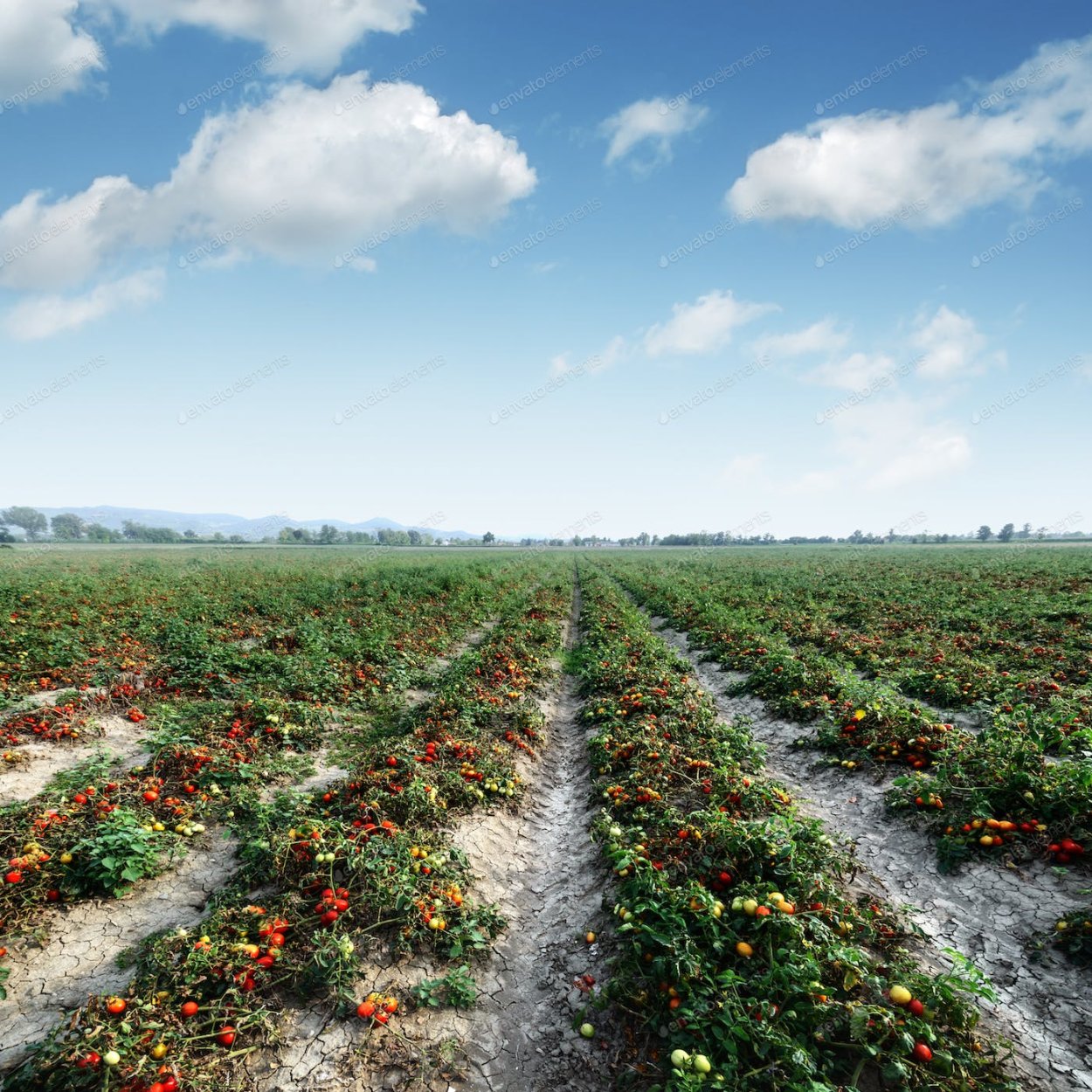 Поле томатов