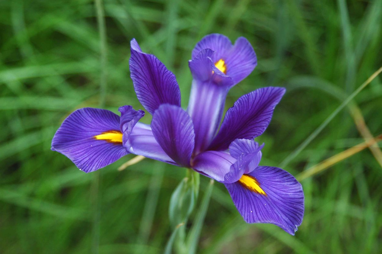 Ирис тонколистный голубой