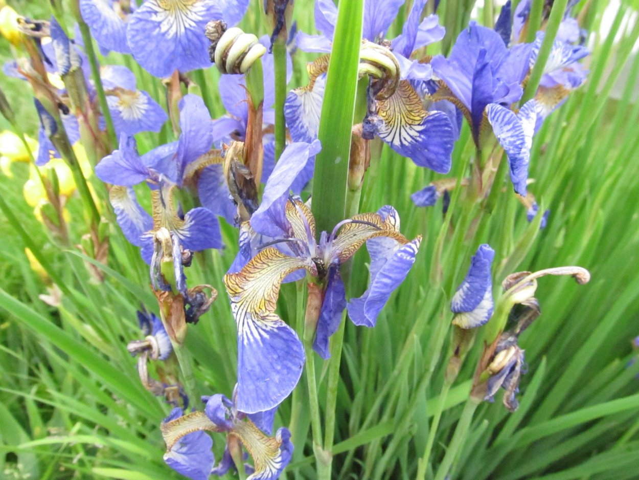 Ирис узколистный голубой