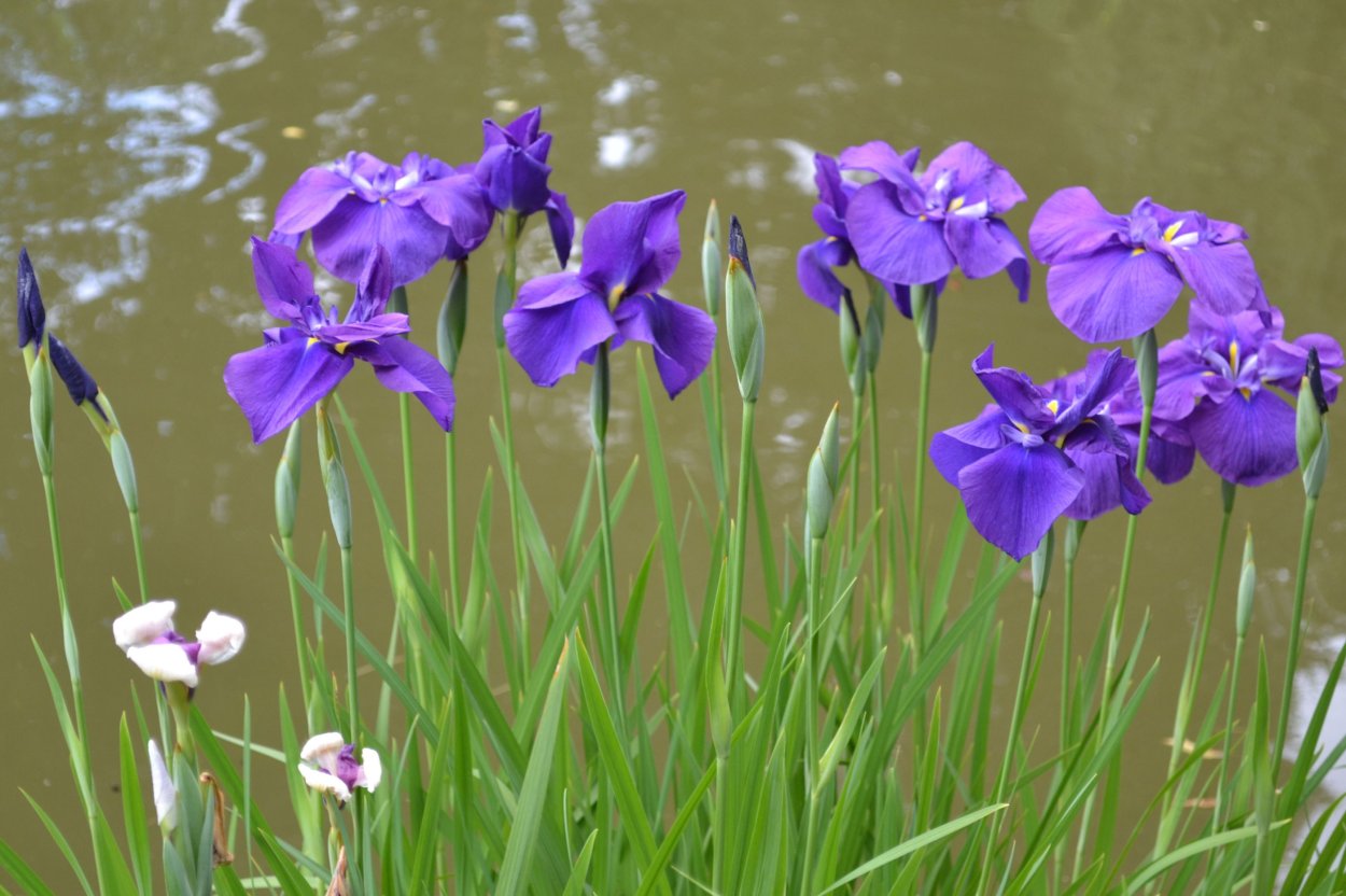 Ирис болотный синий