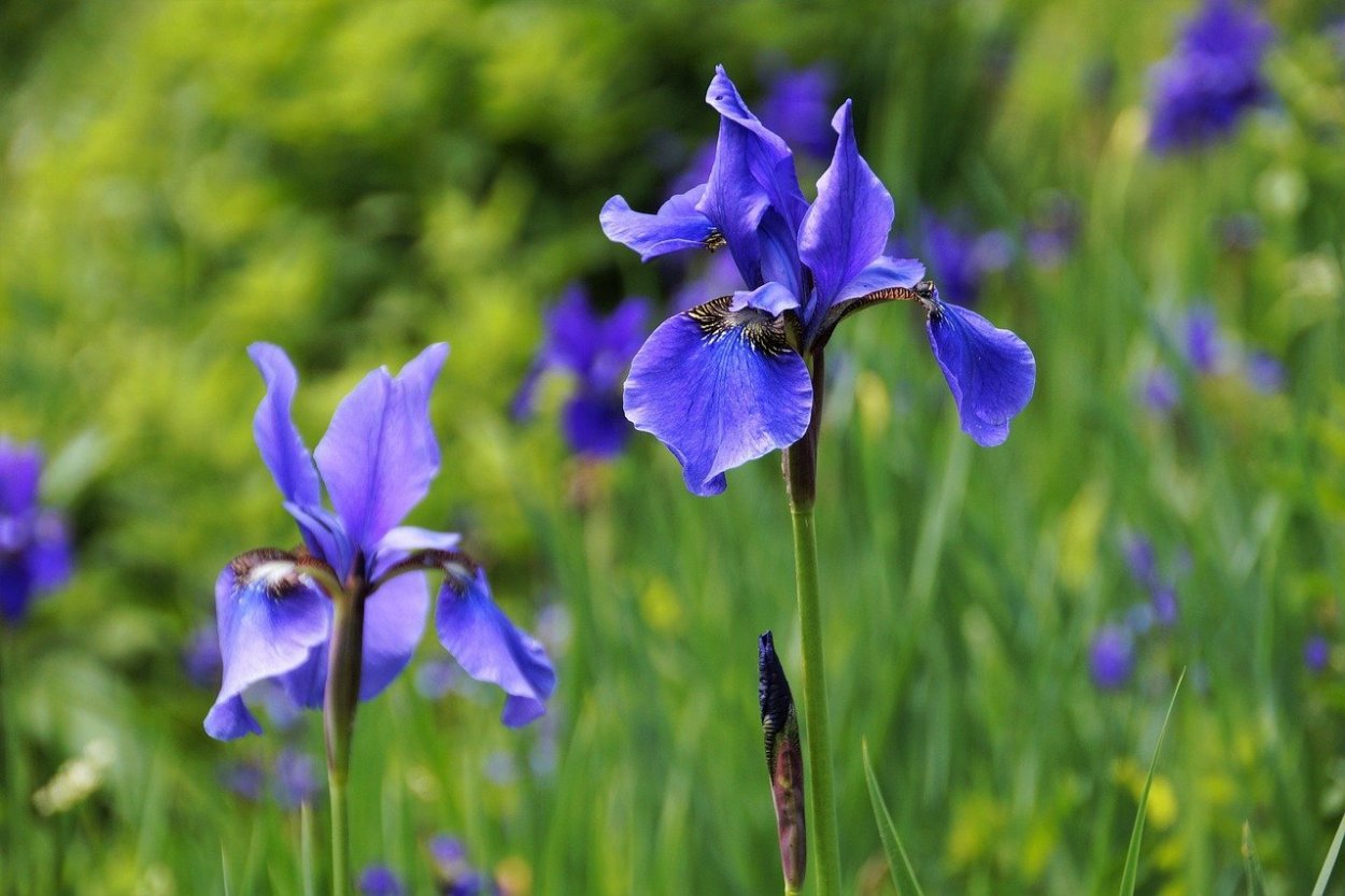 Ирис болотный синий голубой