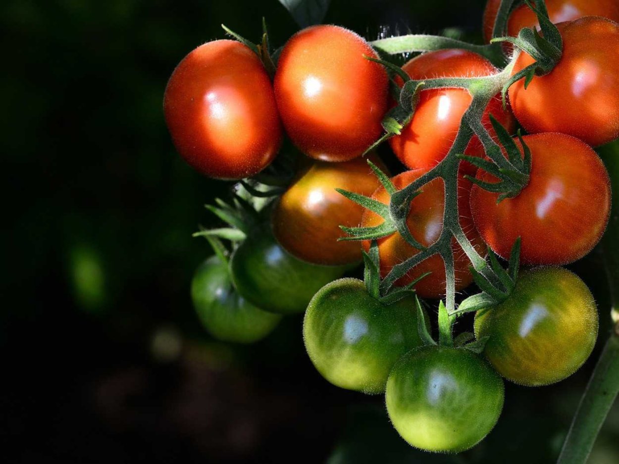 Пятикамерный томат