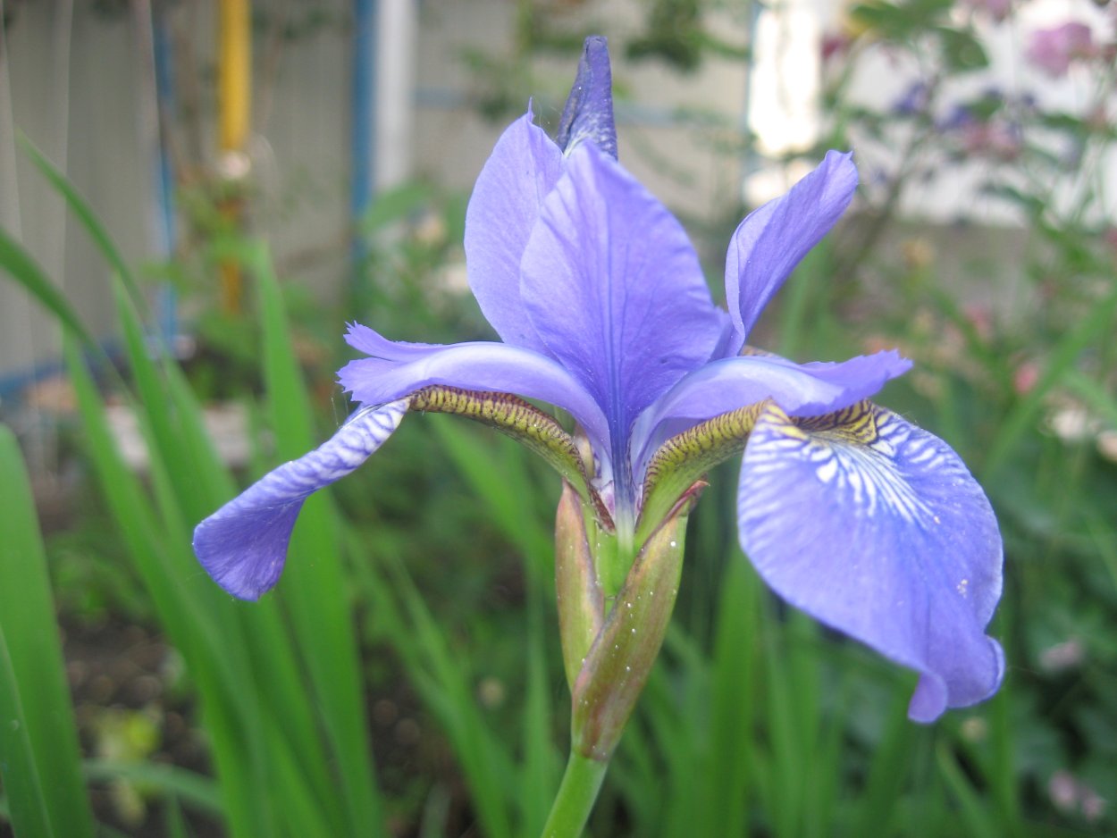 Сибирский Ирис синий болотный