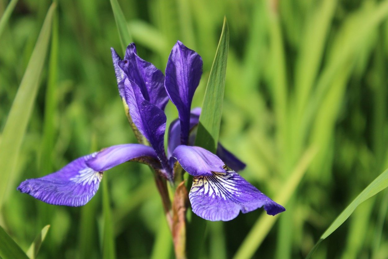 Ирис тонколистный голубой