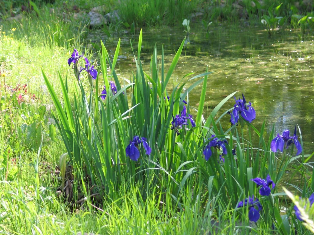 Ирис аировидный синий