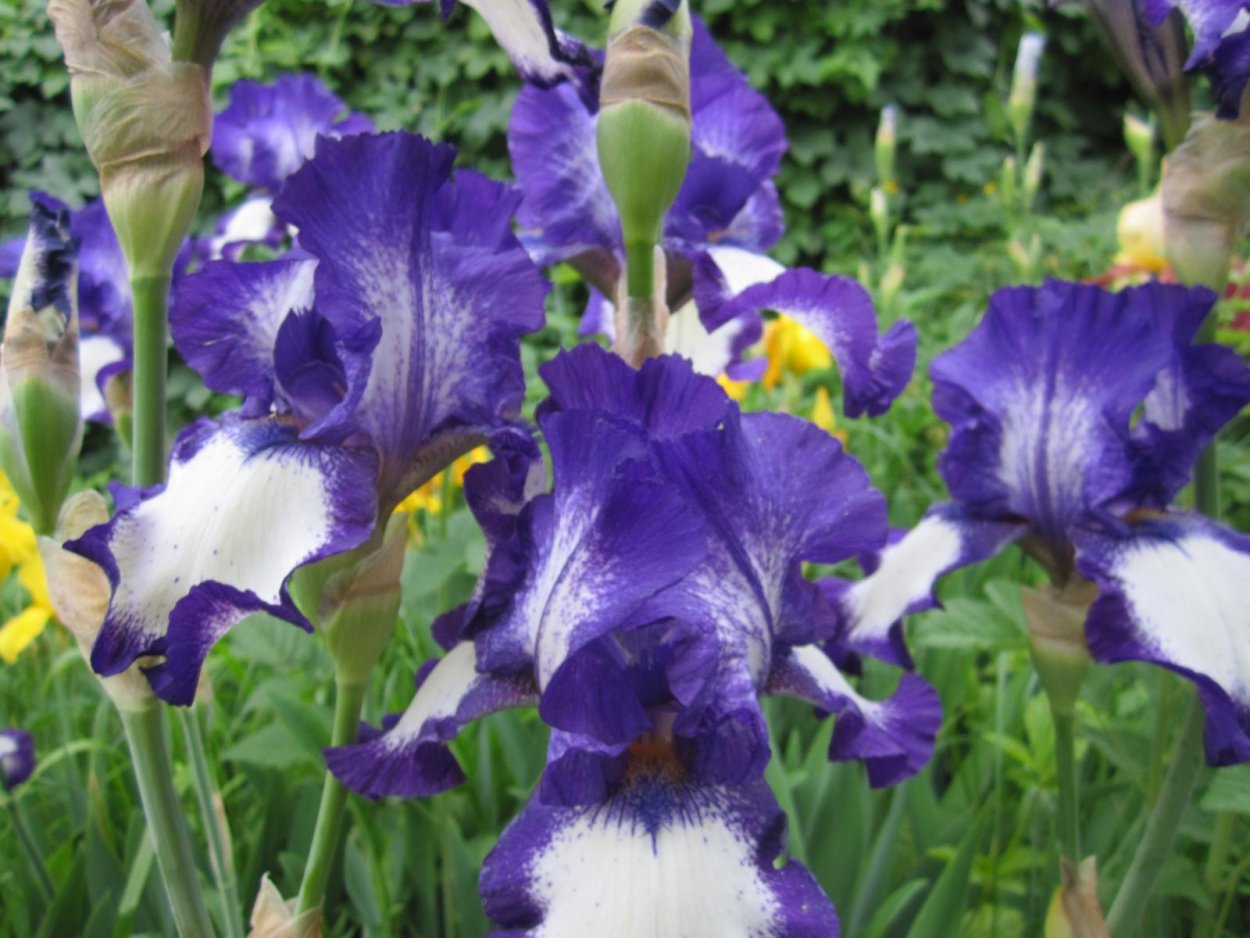 Ирис голубой болотный сорта