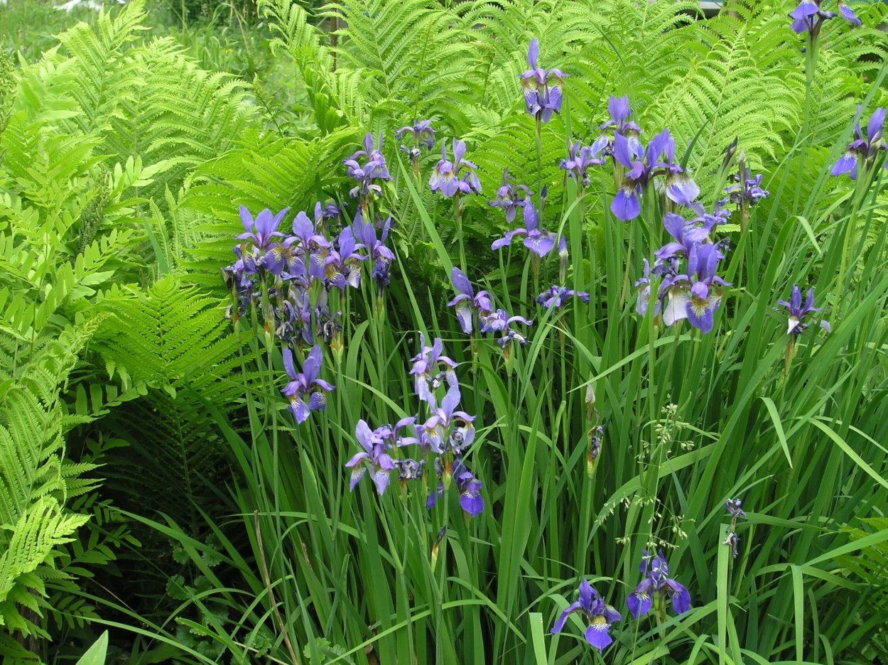 Ирис узколистный Сибирский