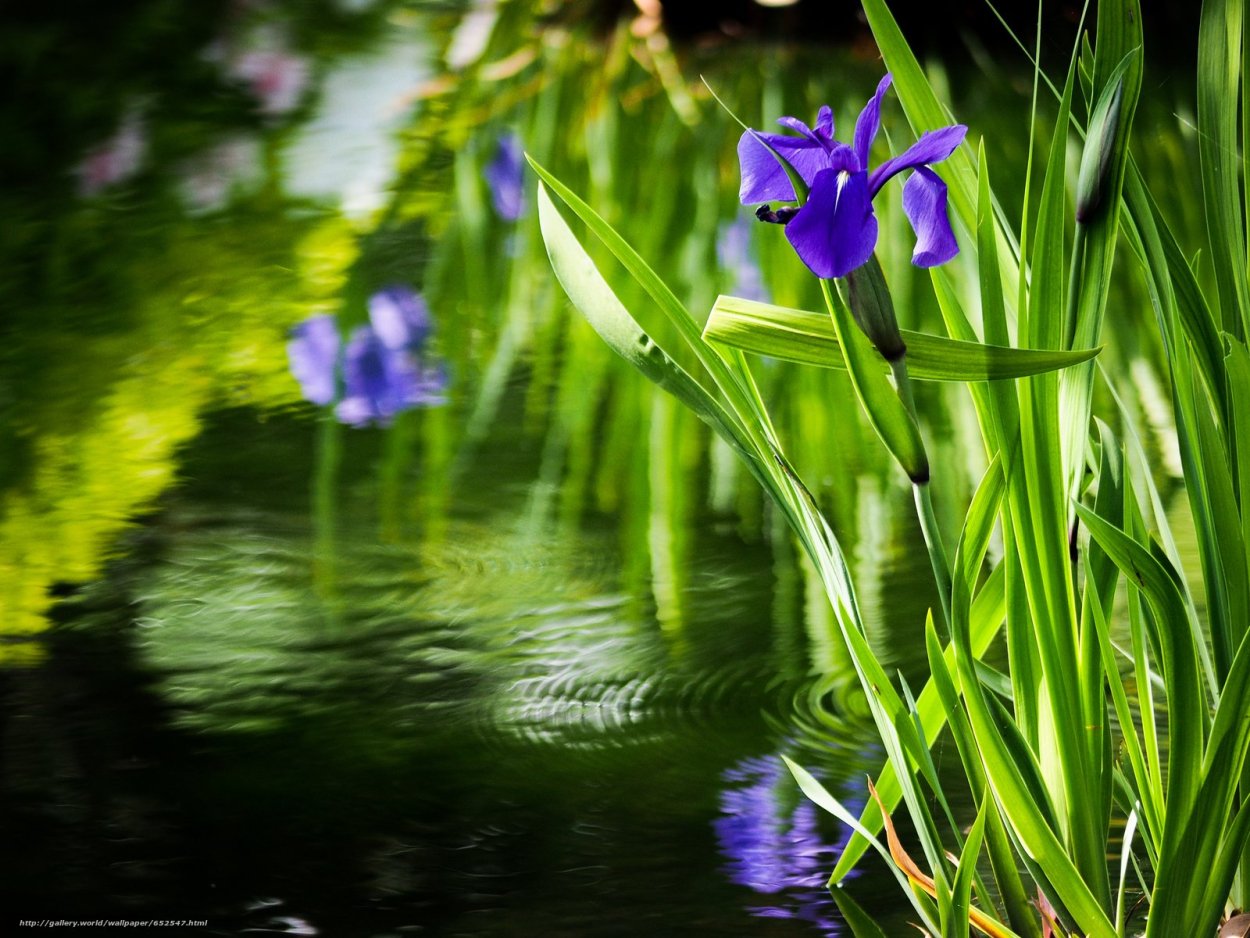 Ирис цветок