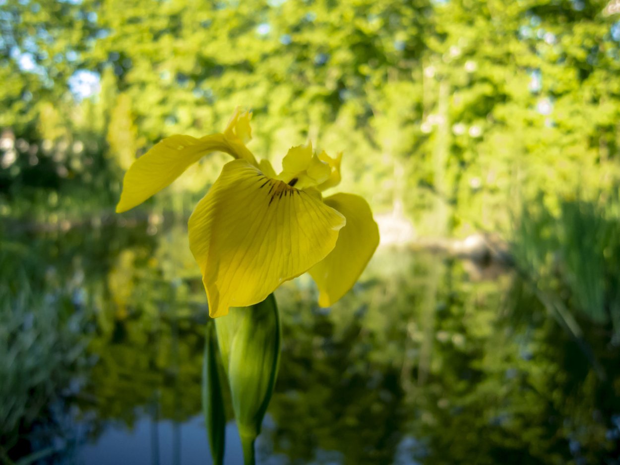 Ирис болотный сорта