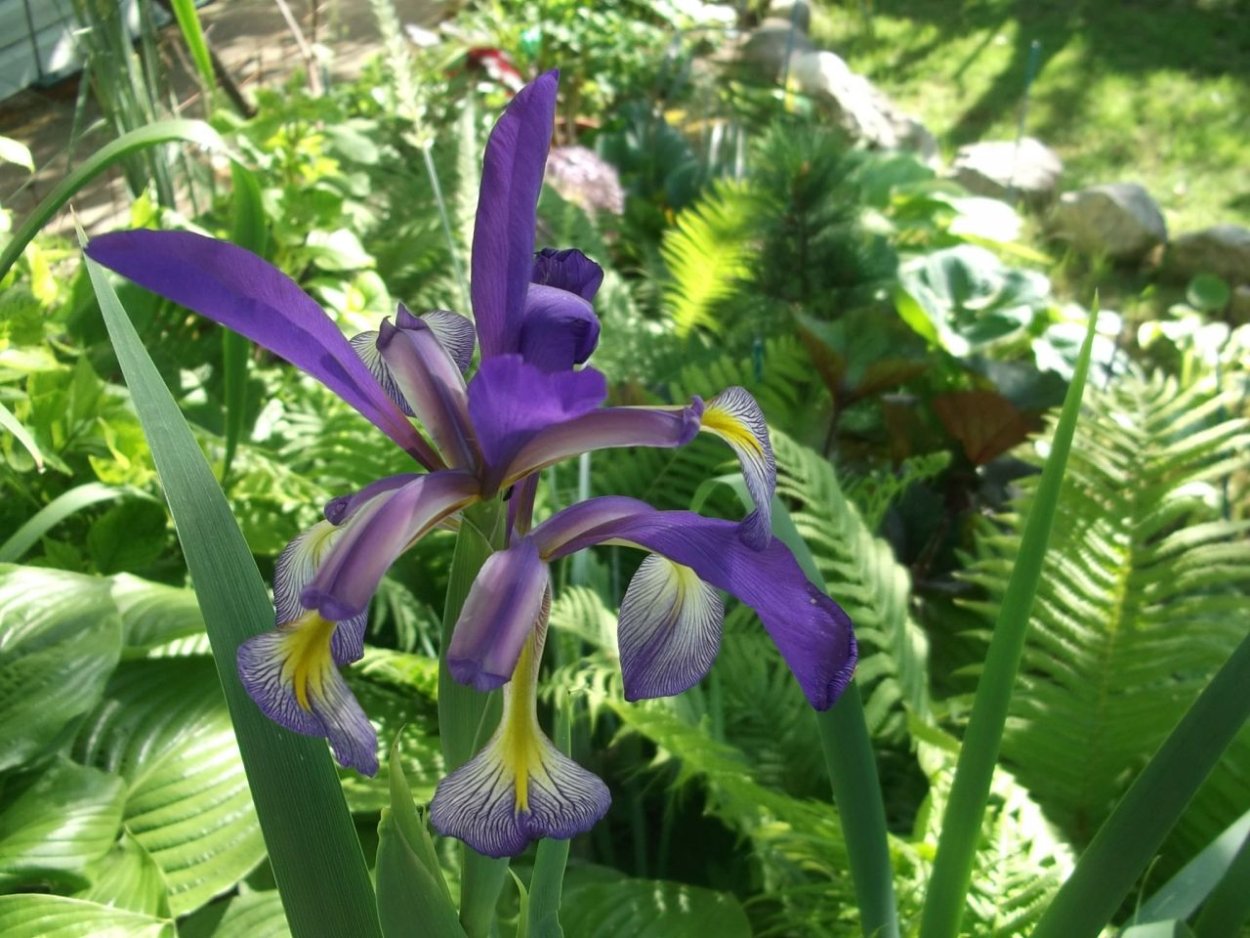 Ирис тонколистный голубой