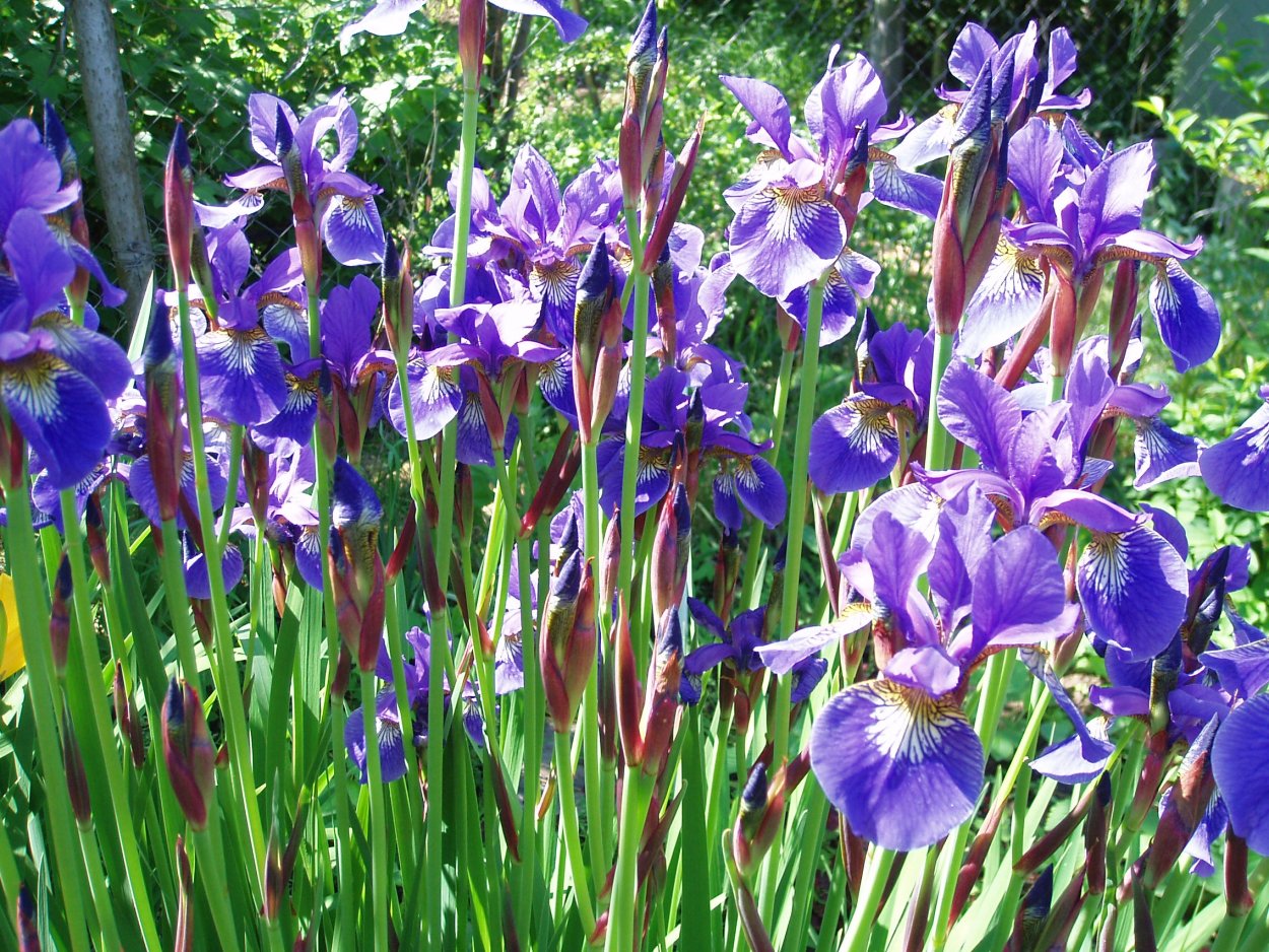 Ирис Сибирский болотный