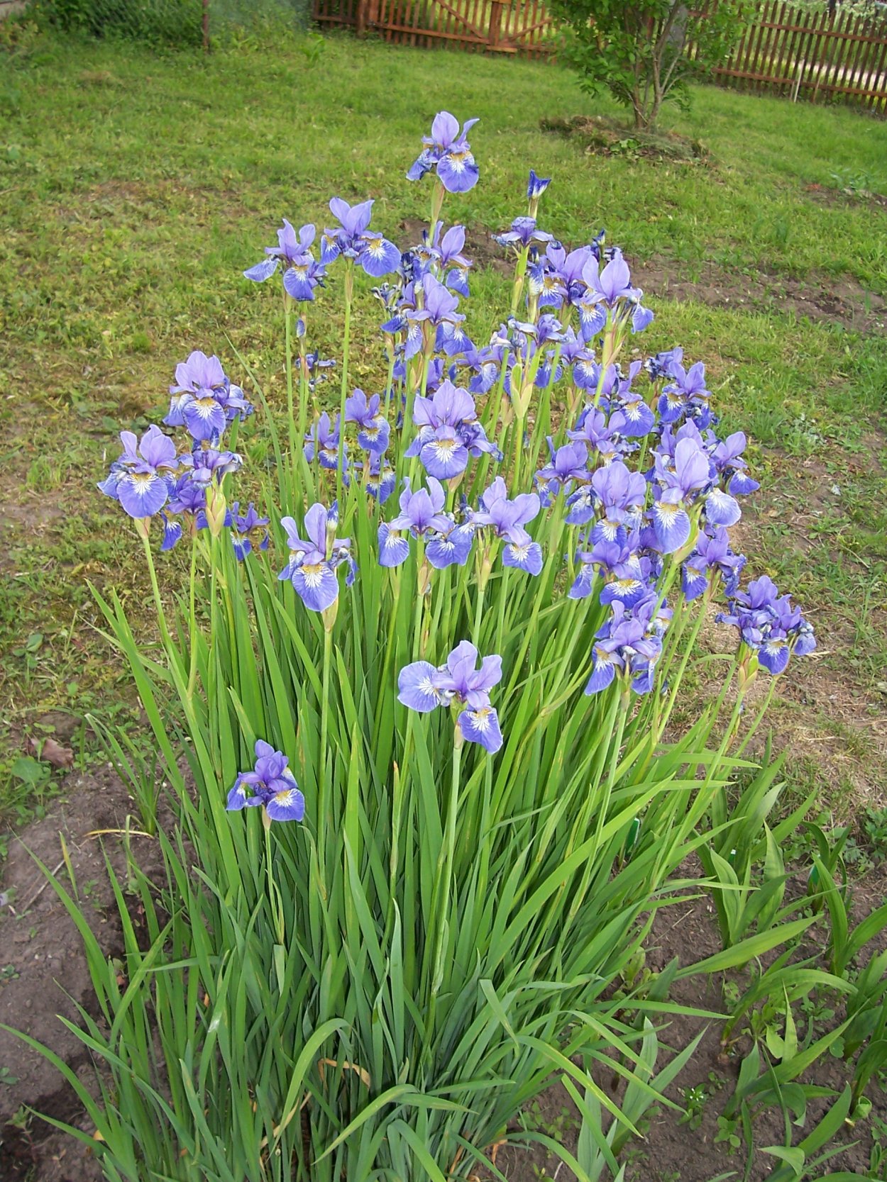 Ирис Сибирский болотный