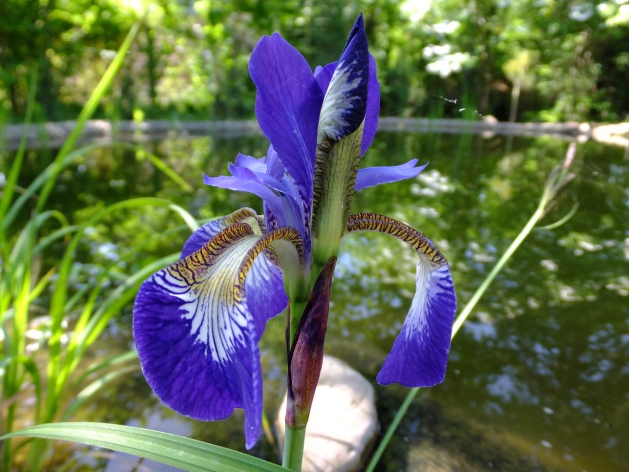 Ирис Сибирский болотный