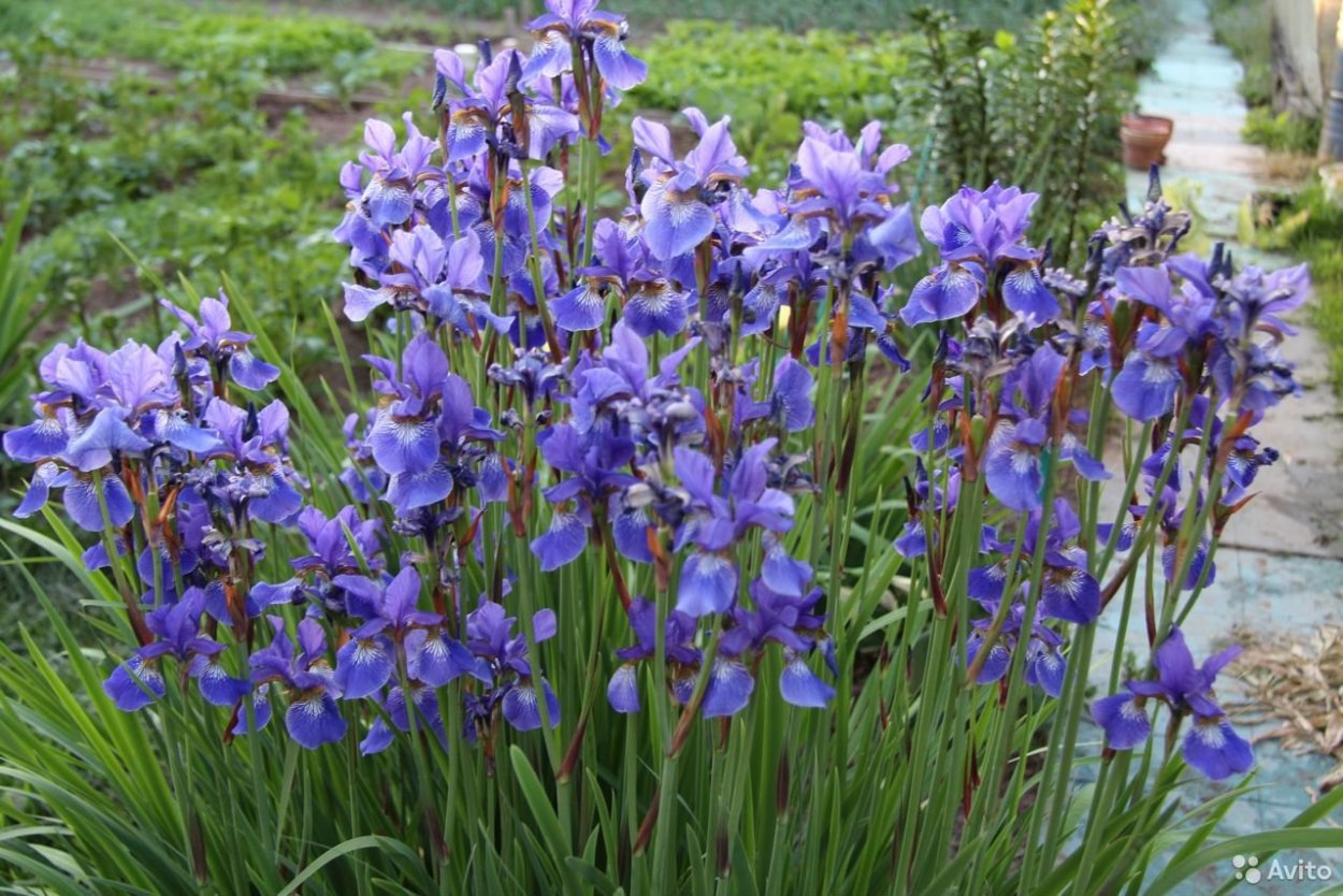 Ирис болотный синий