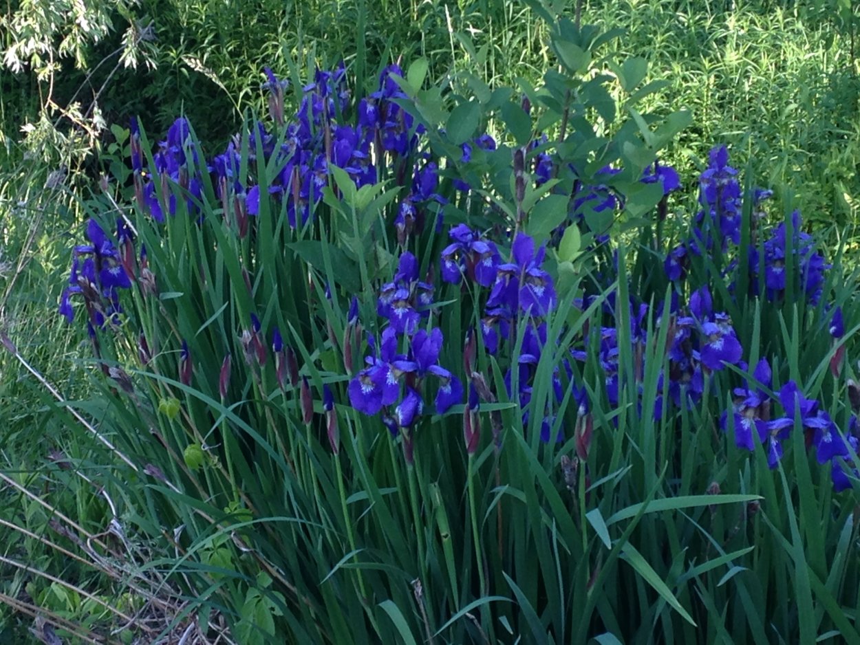 Ирис Касатик Луговой