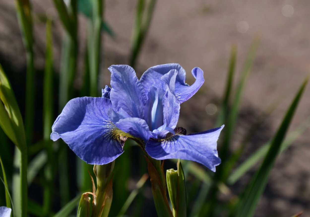 Ирис узколистный Сибирский