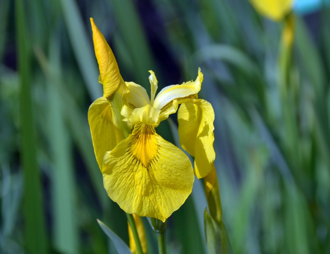 Ирис болотный (Iris pseudacorus)