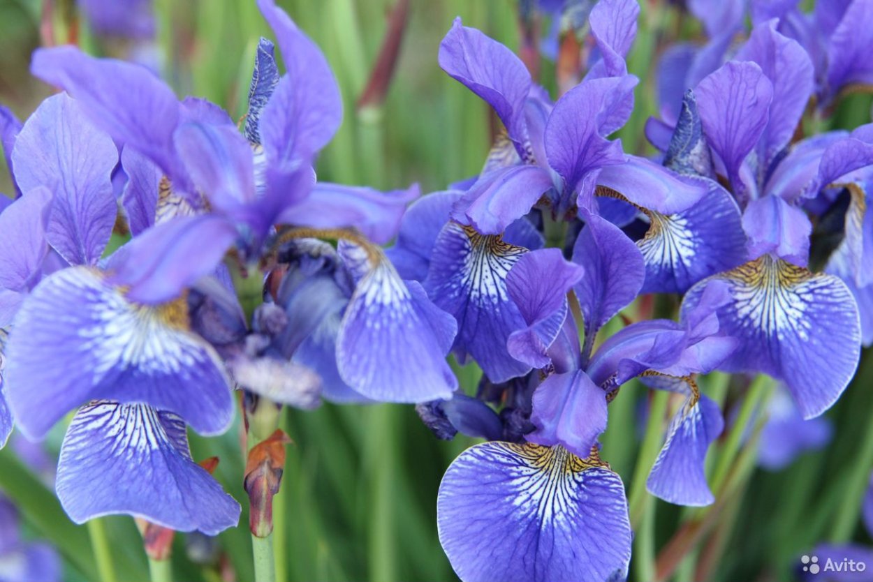 Ирис болотный синий
