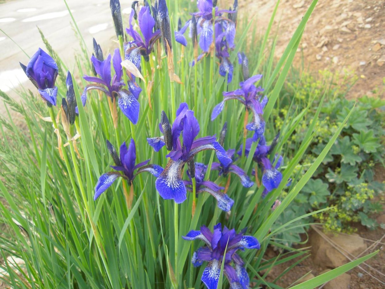 Сибирский Ирис синий болотный