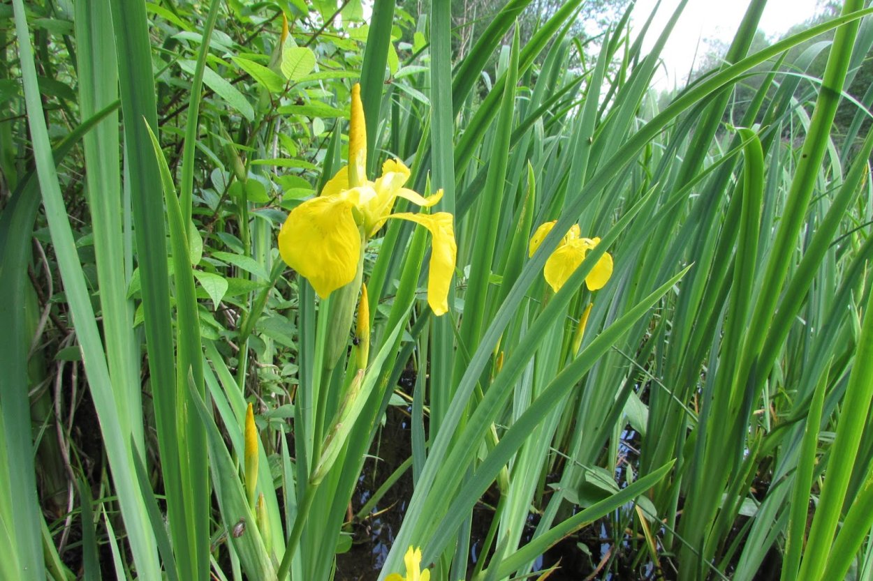 Ирис тонколистный желтый декоративный