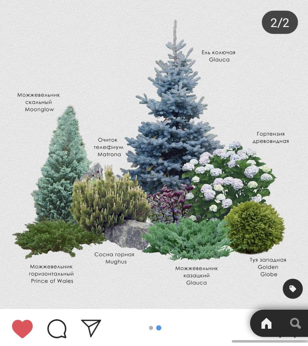 Пихта можжевельник