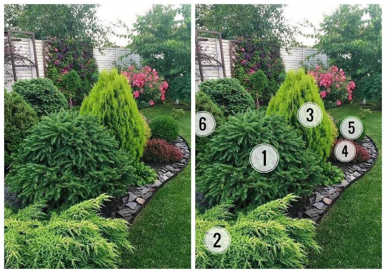 Миксбордер с Глаука Глобоза