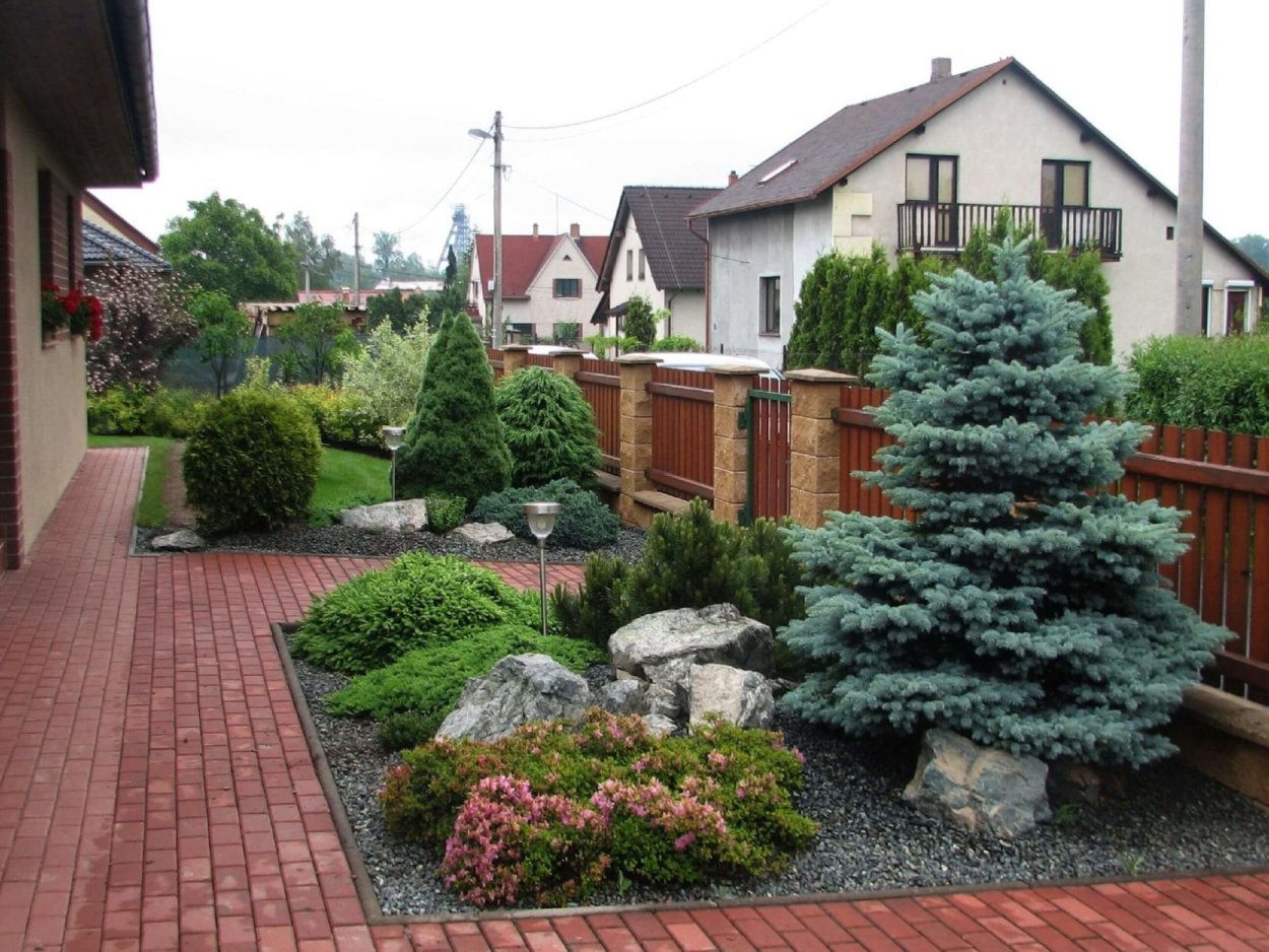 Голубая ель у забора