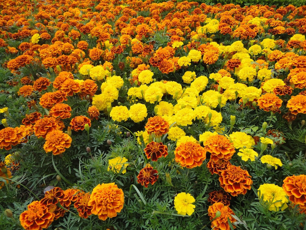 Бархатцы (чернобривцы, Тагетес).. Бархатцы (Tagetes). Бархатцы однолетние. Тагетес Мэриголд.