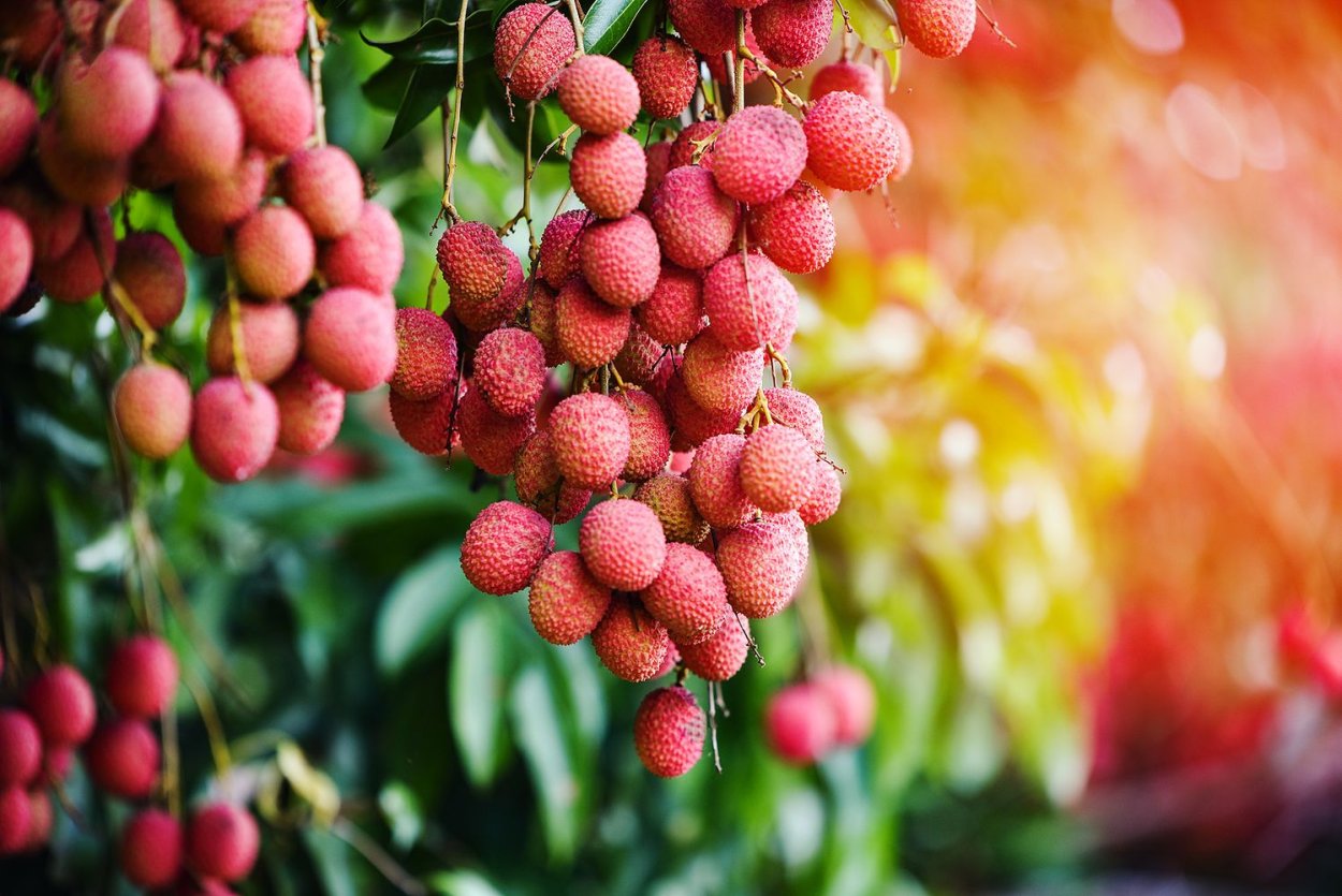 Родина личи