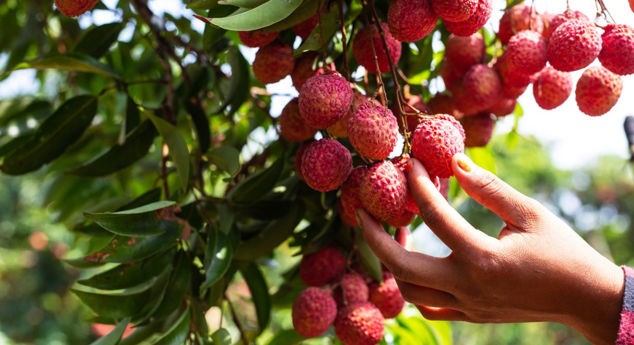 Личи ягода дерево