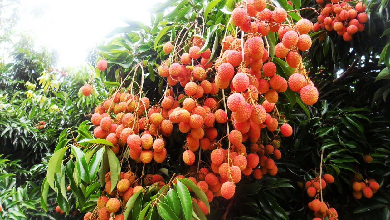 Плодовое дерево личи