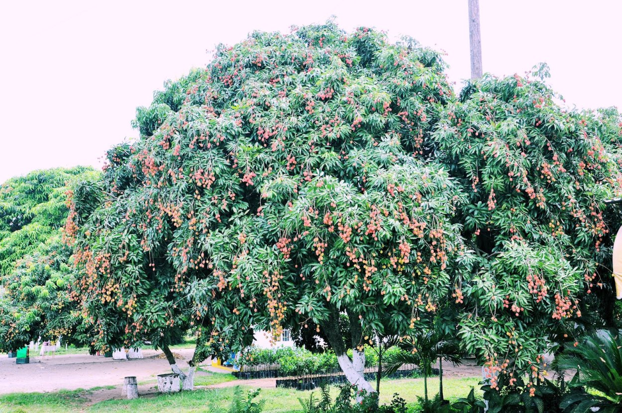 Личи ягода дерево