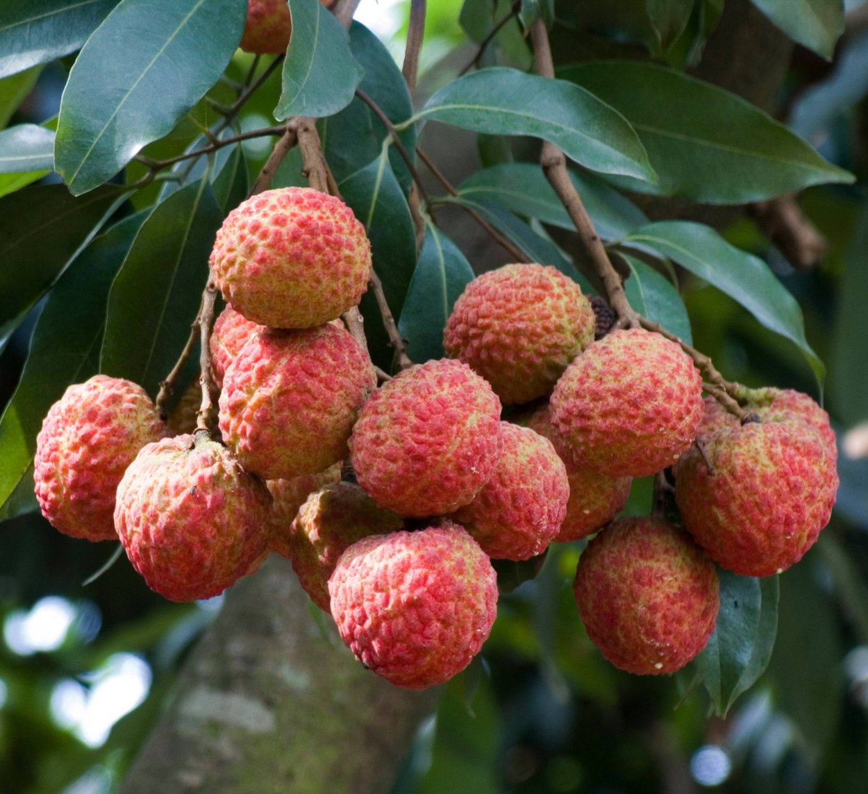 Личи высота дерева